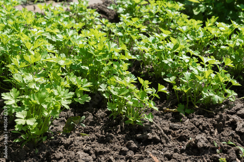rows of parsley sprouts growing in soil in summer garden. Healthy organic herbs, agricultural concept