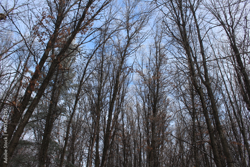 trees in the forest trees in the forest