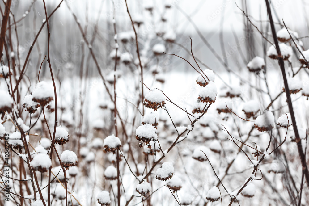 Brown faded bush covered with white snow during winter snowfall with selective focus Brown faded bush covered with white snow during winter snowfall with selective focus