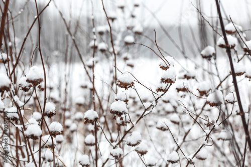 Brown faded bush covered with white snow during winter snowfall with selective focus