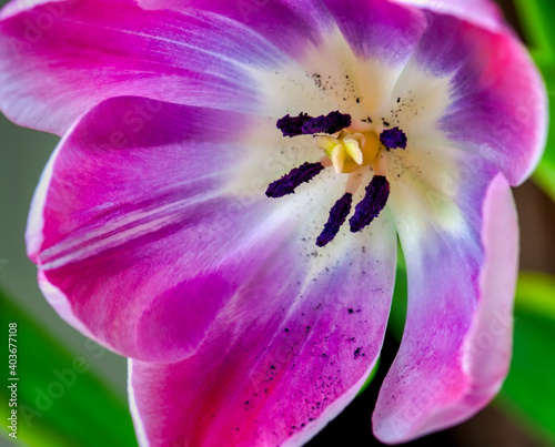 Close up of tulip bloom photo