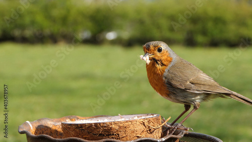 Robin feeding from Insect Coconut Suet Shell at a Table