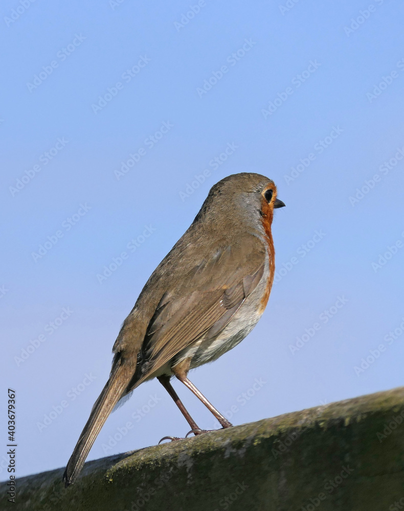 Robin sitting on a fence Robin sitting on a fence
