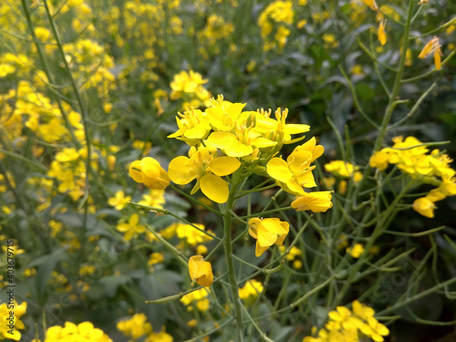 yellow flowers in the garden © skymug