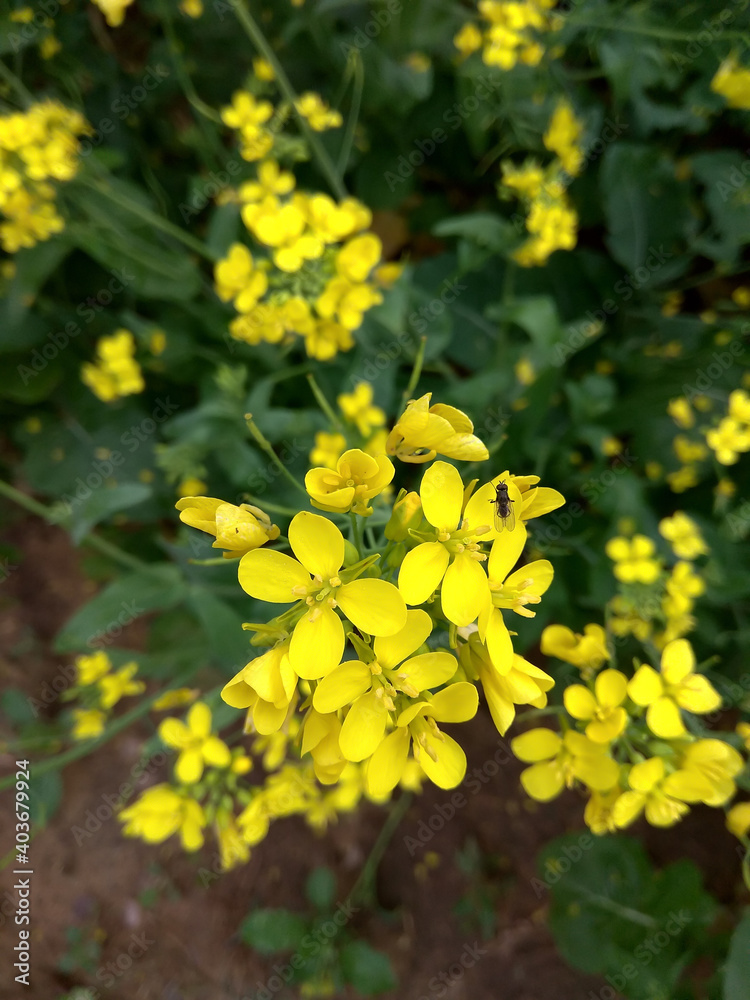 Mustard flower Mustard flower