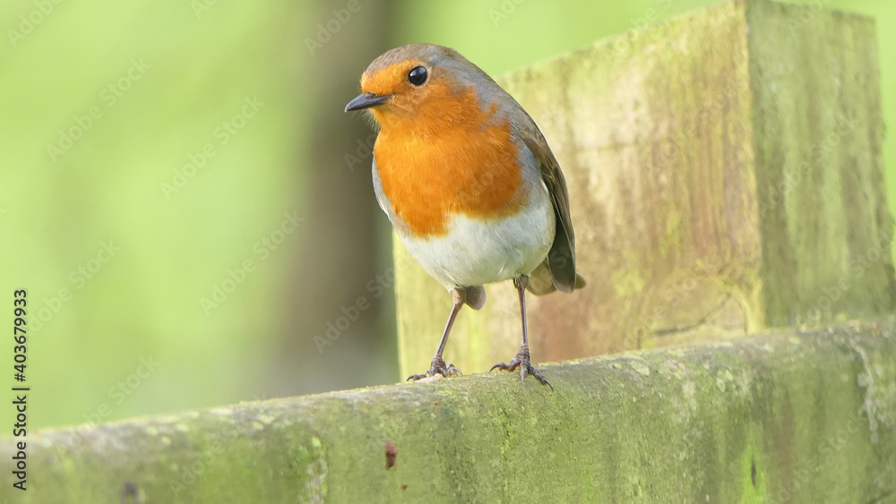 Robin sitting on a fence