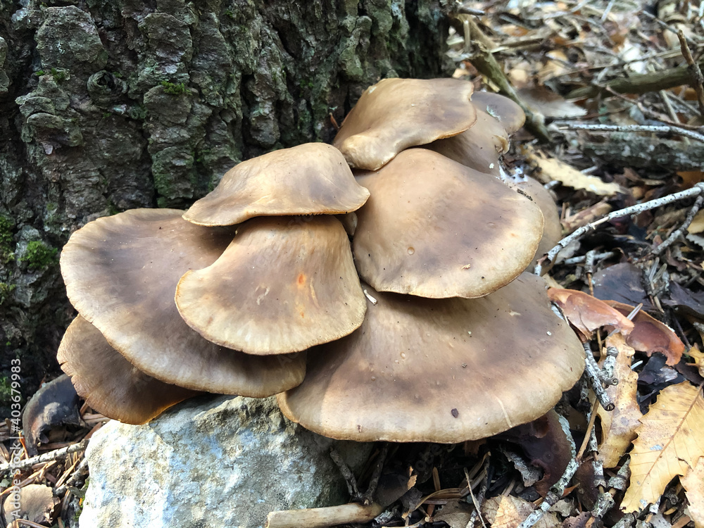 organic fungus that grows on the rot of spruce trees in the mountains organic fungus that grows on the rot of spruce trees in the mountains