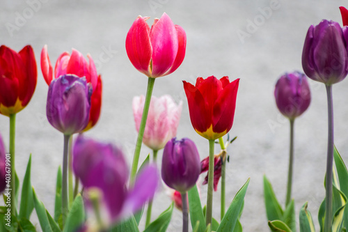 tulips