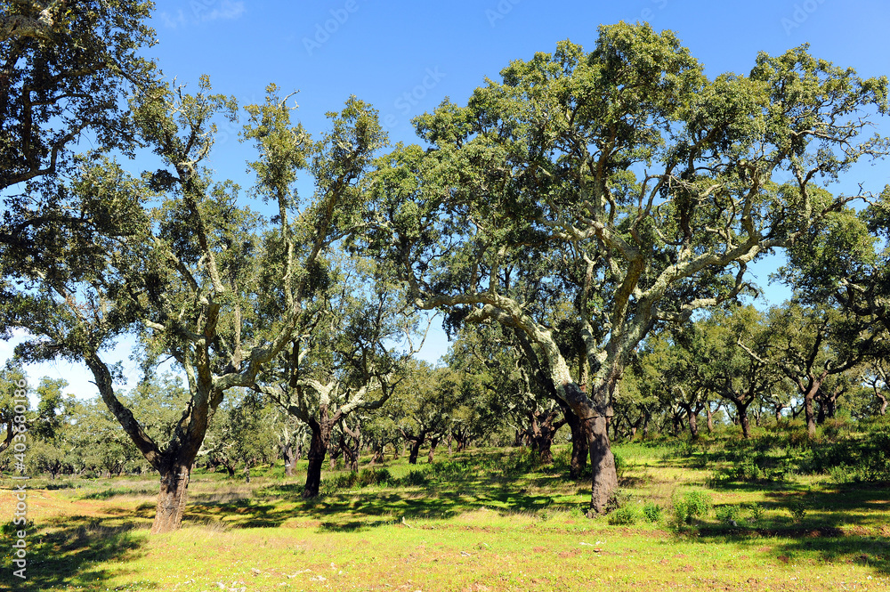 Cork oak forest, exploitation of the cork, Alentejo, Portugal, southern Europe
