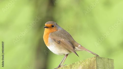 Robin sitting on a fence © peter
