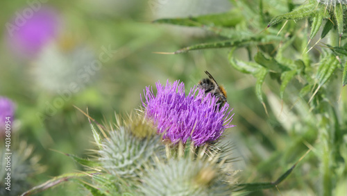Scottish Thistle in a field summer in Uk