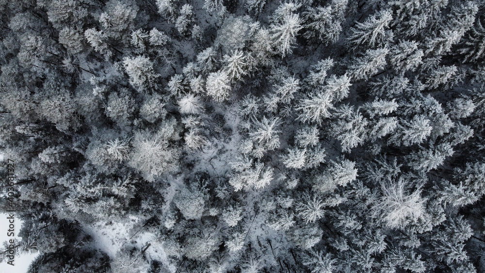 Snowy forest from a drone Snowy forest from a drone