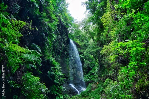 Bosque de los Tilos