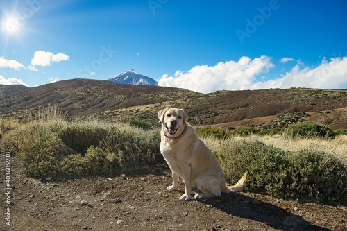 Golden Retriever Labrador posando con el Teide de fondo