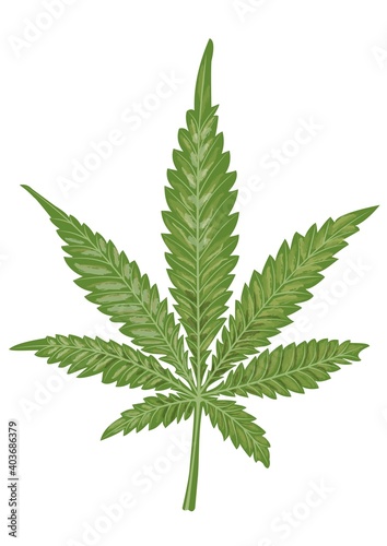 Isolated sheet of cannabis on a white background. Marijuana as a medicine. Suitable for the design of packaging for medicinal products from hemp  such as hemp ointment  hemp shampoo. Vector design