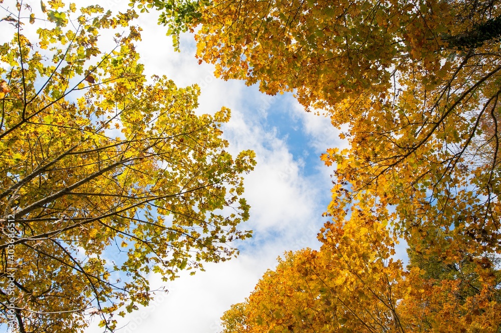 Autumn leaves in the sky with foliage colors Autumn leaves in the sky with foliage colors