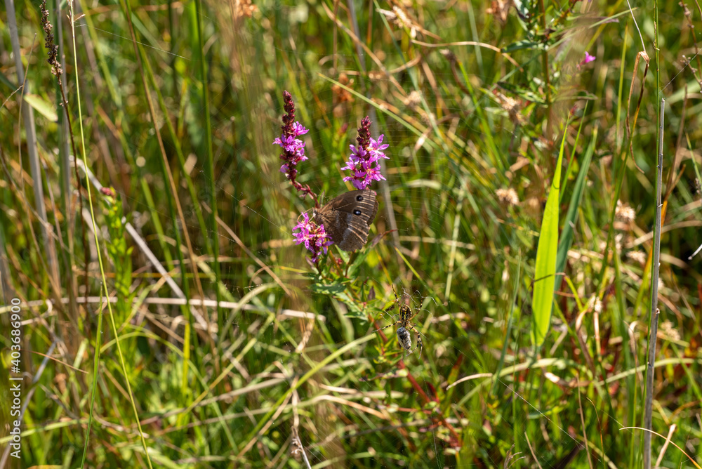 Ringlet Butterfly (Aphantopus hyperantus) is sitting on a blooming flower in a green meadow in a Bavarian nature reserve next to a eating wasp spider - “Bärnsee, Aschau im Chiemgau, Bavaria, Germany“
Ringlet Butterfly (Aphantopus hyperantus) is sitting on a blooming flower in a green meadow in a Bavarian nature reserve next to a eating wasp spider - “Bärnsee, Aschau im Chiemgau, Bavaria, Germany“