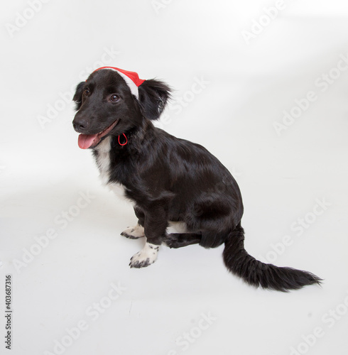 ISOLETED BEAUTIFUL BLACK DOG SIT