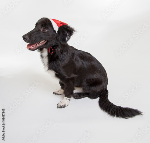 ISOLETED BEAUTIFUL BLACK DOG SIT