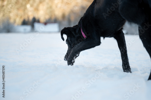Black dog sniffing snowy ground