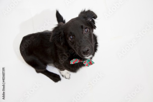 ISOLETED BEAUTIFUL BLACK DOG SIT