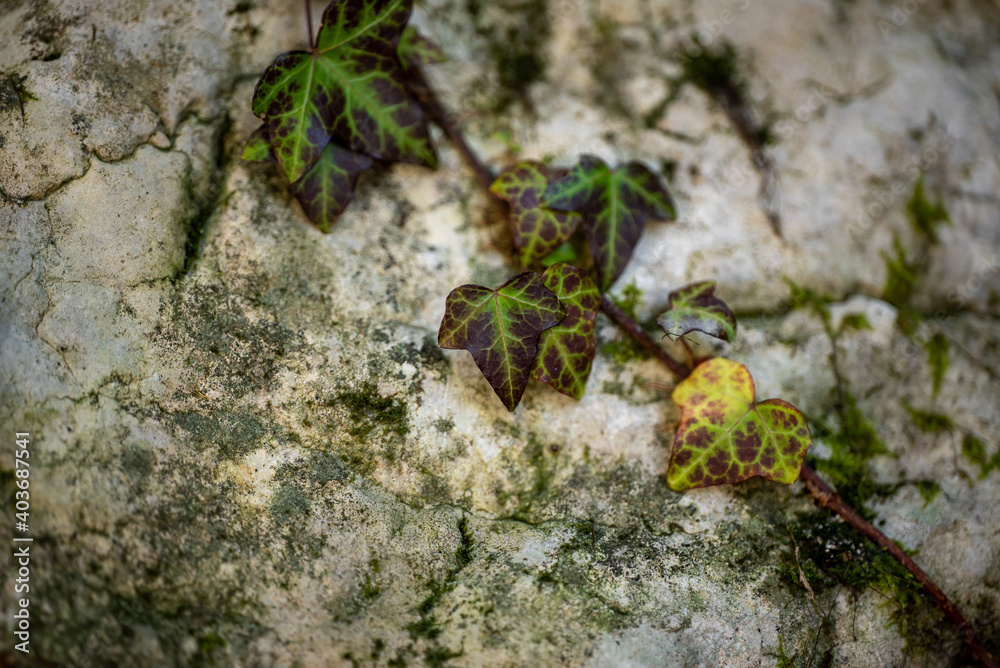 Background old stone wall and ivy leaves Macro shot

