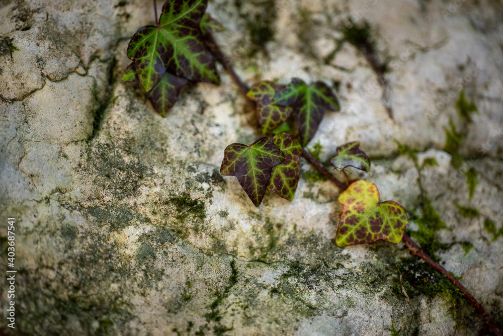 Background old stone wall and ivy leaves Macro shot
Background old stone wall and ivy leaves Macro shot
