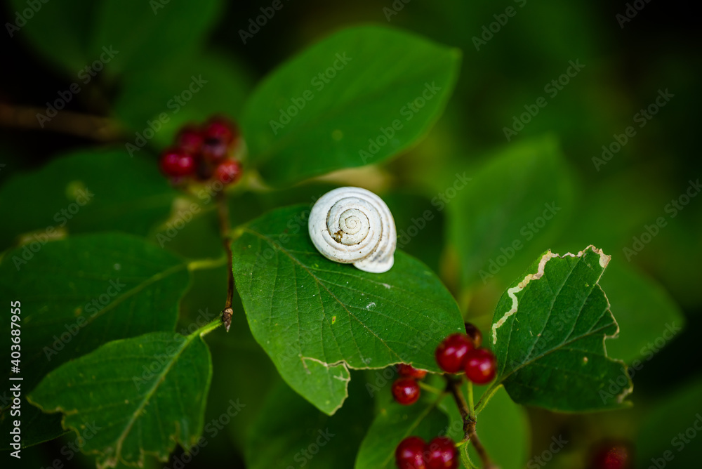 Close up macro of a snail shell on a leaf with red berries in a forest
Close up macro of a snail shell on a leaf with red berries in a forest