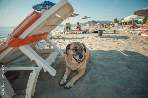 A dog is avoiding sun and hides in the shade at the beach