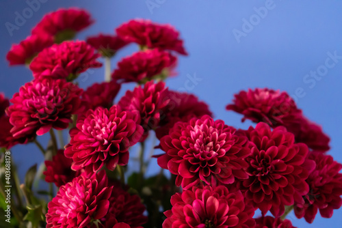 Fototapeta Naklejka Na Ścianę i Meble -  red Chrysanthemum flower bouquet 