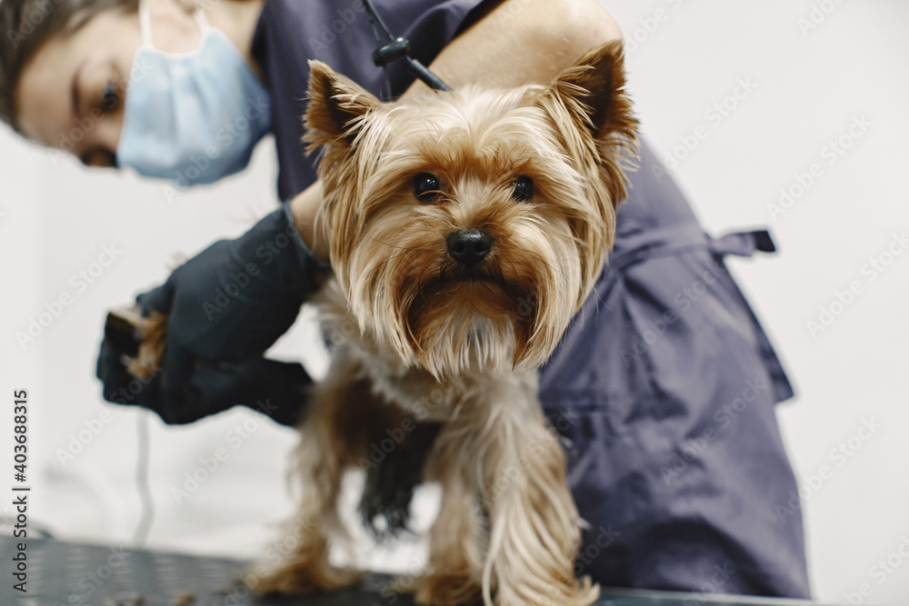 Shaving process. Small dog sits on the table. Dog shaved by a professional. Shaving process. Small dog sits on the table. Dog shaved by a professional.