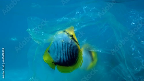Butterflyfish trapped to plastic bag and is trying to swim out of it, another butterflyfish is looking at it. Plastic pollution killing marine animals. Blackback Butterflyfish (Chaetodon melannotus) photo