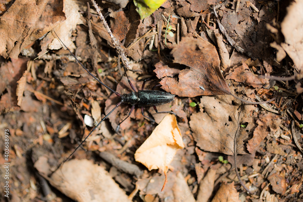 A strange bug walks along the fall leaves on the ground. A strange bug walks along the fall leaves on the ground.