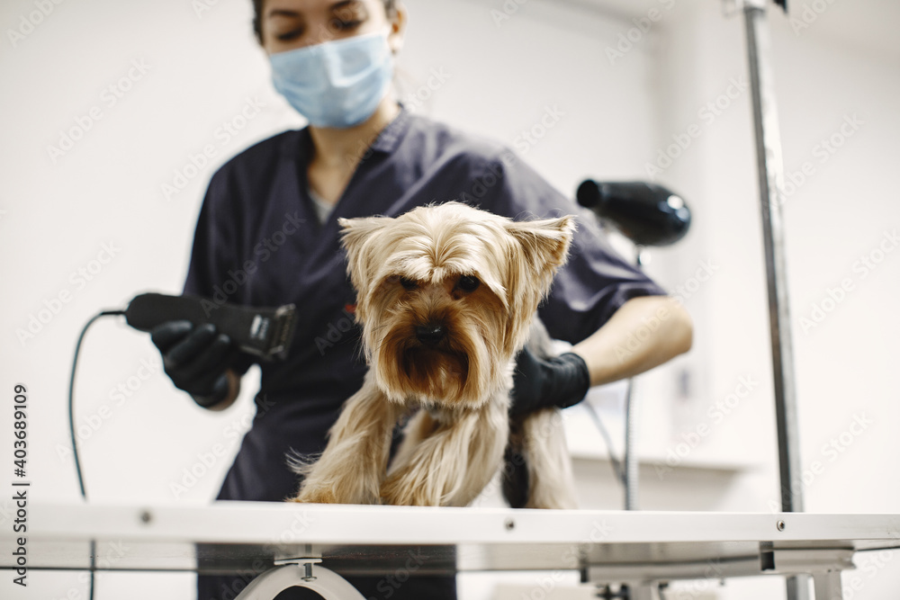 Shaving process. Small dog sits on the table. Dog shaved by a professional. Shaving process. Small dog sits on the table. Dog shaved by a professional.