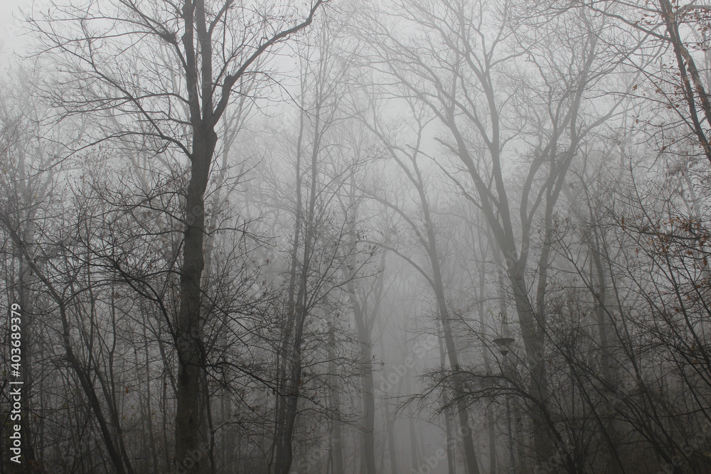 Morning fog in a forest Morning fog in a forest