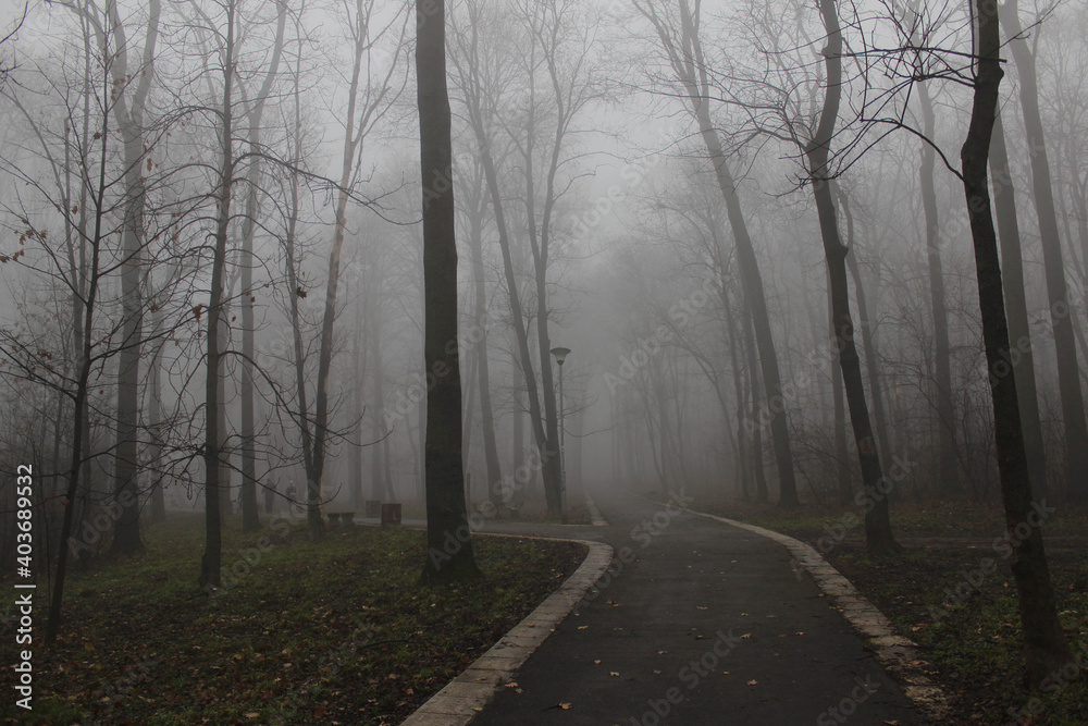 Obraz premium Morning fog in a forest