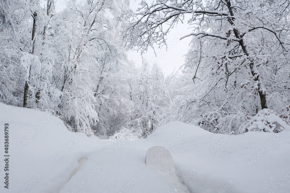 Fototapeta premium A wonderful forest of winter scenery during cross country skiing around Przywidz, Kashubia, Poland