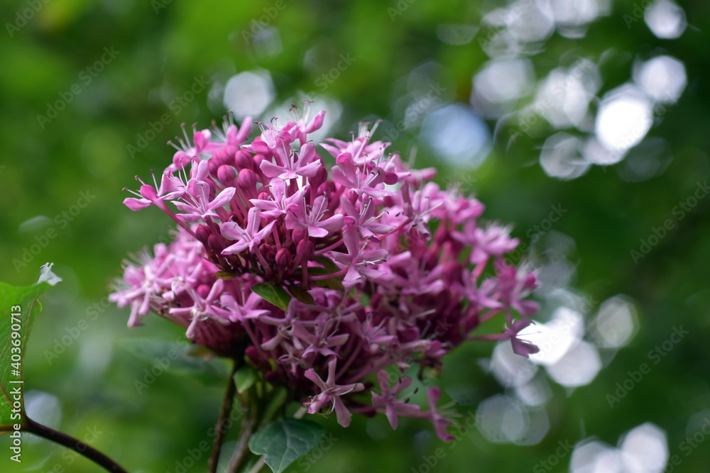 Blüten an einem Losstrauch Blüten an einem Losstrauch