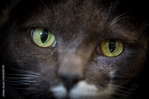 Macro portrait of a grey cat with both green eye in focus.