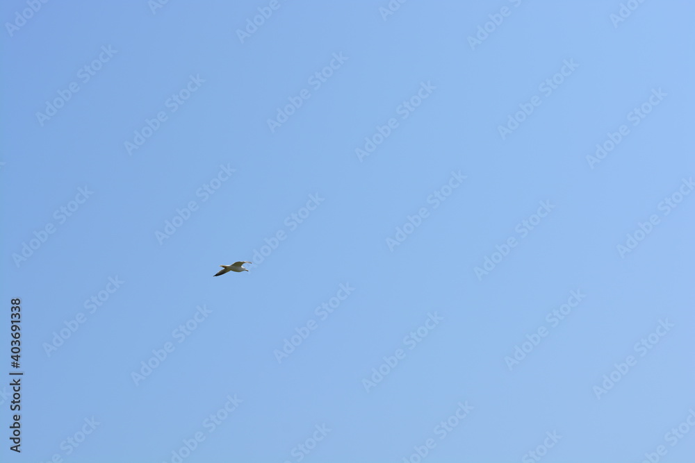 A seabird in the blue sky at Skomer island, Wales A seabird in the blue sky at Skomer island, Wales
