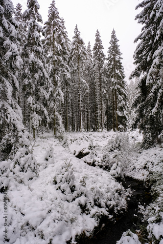 Pine tree forest with river and snow