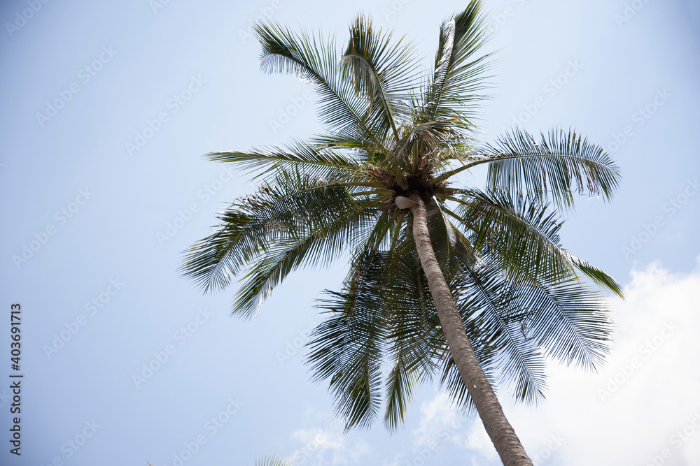 palm tree against sky palm tree against sky
