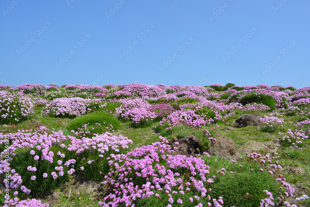 Obraz premium Beautiful scenery of Armeria maritima, the thrift, sea thrift or sea pink flowers in May, at Skomer Island , Wales, United Kingdom. Space for copy. 