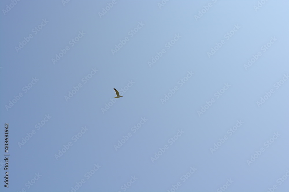 A seabird flying in the sky above the sea at Skomer Island in Wales, United Kingdom.