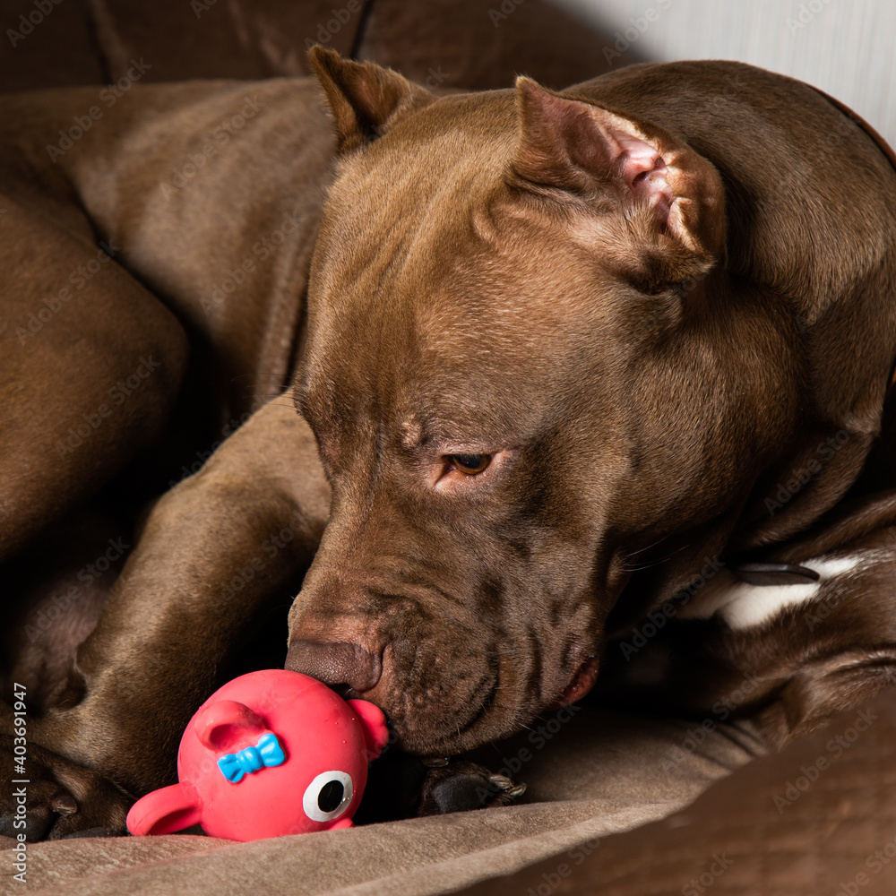 Chocolate Pitbull With A Toy And Sad