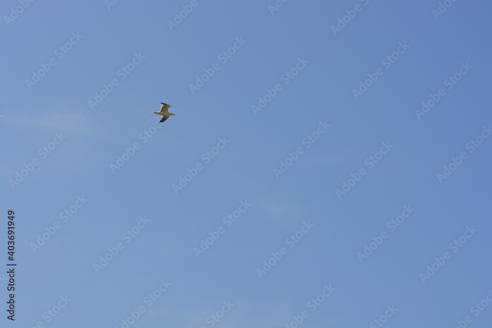 A seabird flying in the sky above the sea at Skomer Island in Wales, United Kingdom.