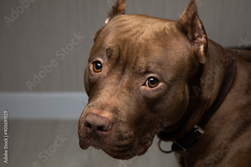 chocolate pit bull with a sad look close-up