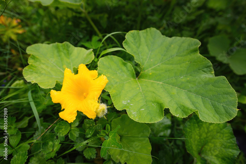 Beautiful yellow - orange flower of blooming pumpkin. Detail of gourd in blossom in homemade garden, surrounded by leaves. Close up. Organic farming, healthy food, BIO viands, back to nature concept.