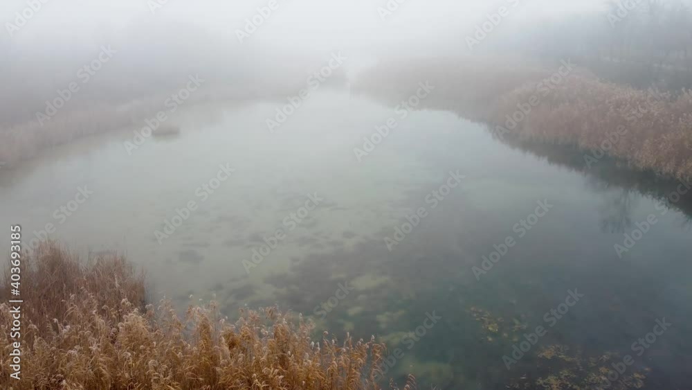 Yellow Bamboo Swamp In The Fog Yellow Bamboo Swamp In The Fog