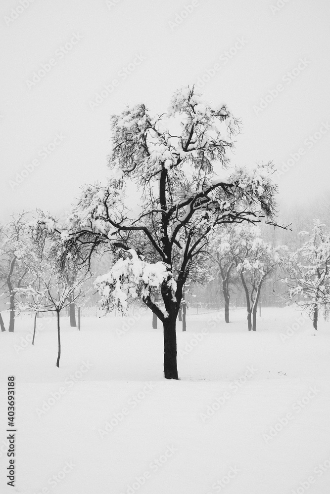 Winterlandschaft mit Bäumen im Hochformat Winterlandschaft mit Bäumen im Hochformat